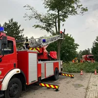 baum_geisling4.jpg